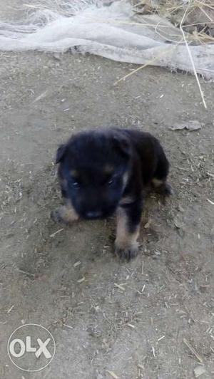 German shephard pup male 1 month old top quality