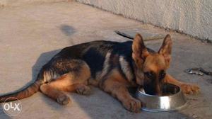 German shepherd Pure breed Male Puppy 3months old
