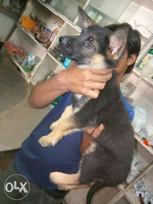German shepherd dog available at good price.. if