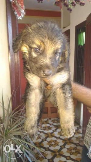 German shepherd female and male puppy for sale