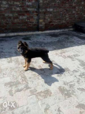 German sherpad single coat female