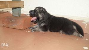 Germane shepherd puppy top quality- male-/-