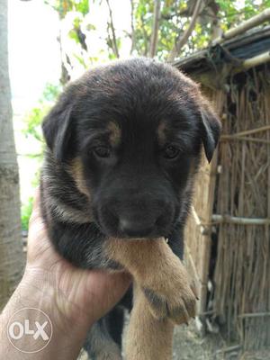 Germanshepard puppy