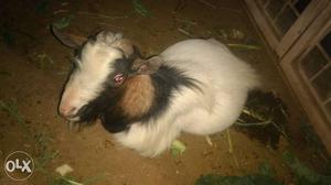 Goat family for sale 1 male 1 female 1male child