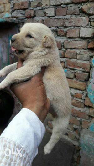 Golden Labrador(female) puppy for. only