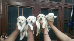 Golden heavy lab puppy for sale