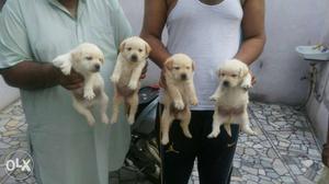 Golden lab puppy for sale in delhi