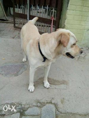 Golden labra female dog only 2 year age she is