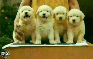Golden retriever lovely and familiar puppies male