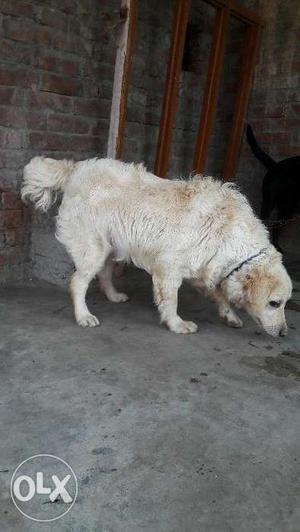 Golden retriever male very beautiful and healthy