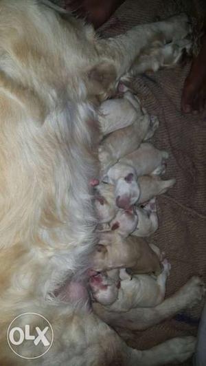 Golden retriever puppies for sale with KCI papers