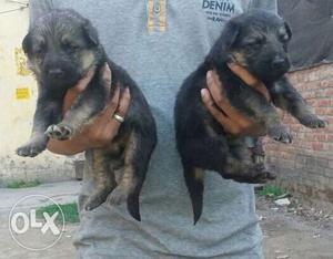 Good quality GSD pups