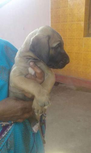 Great dane puppies available