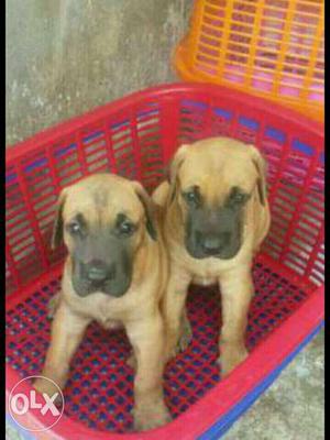 Great dane puppies available 55 days old puppies