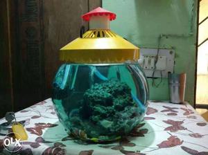 Green Fish Bowl