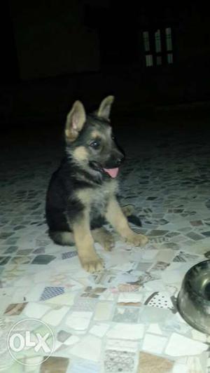 Gs dog male & fimale for sale