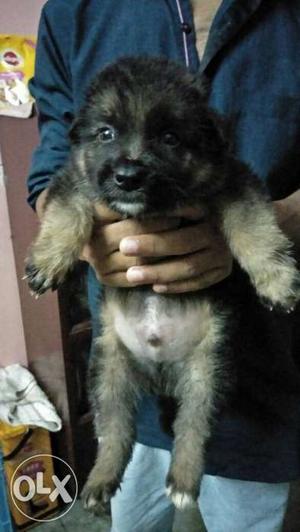 Gsd Male Female Puppys Available