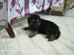 Gsd Male Pup 45 Days Full Active And Paly Full