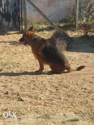 Gsd female for sale 1.5 year old 2 heat going to