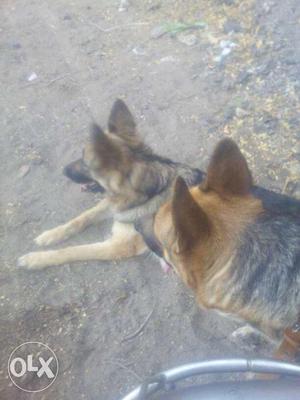 Gsd male fimale