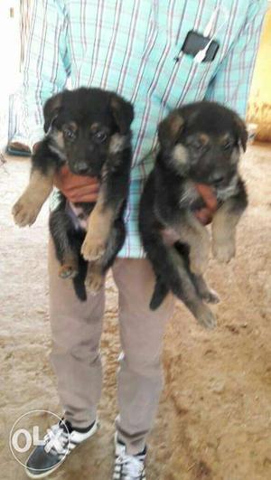 Gsd male puppy ready stock