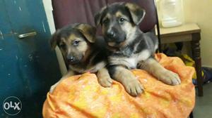 Gud health german shepherd puppies and all breed pupps