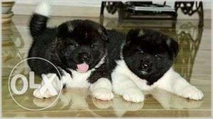Happy kennel in Imported Akita puppies very Gud Best Super
