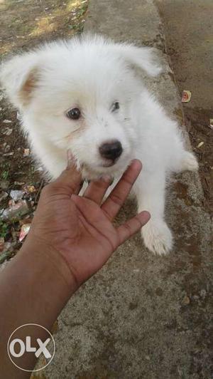 Healthy white german spitz for sell