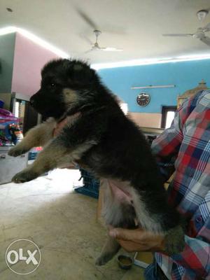 Heavy German Shepherd available with breed