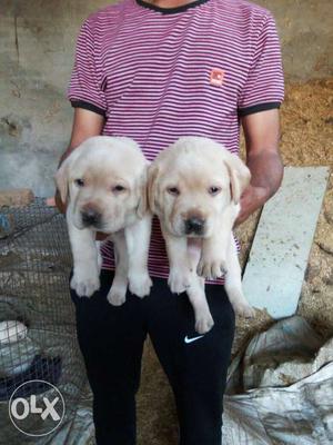 Heavy bone Labrador puppies available