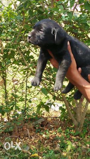 Heavy bone.. Show quality Labrador black and fawn puppies