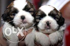 Hello, i have one pair of shih tzu pup male n