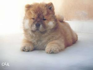High Quality Chow Chow Golden colour pups for Sell