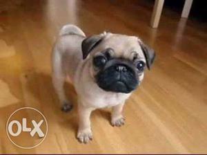 High breed Pug male puppy with new dog