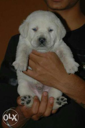 High quality Labrador male female available in