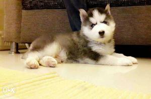 Home pet quality Siberian husky puppies available