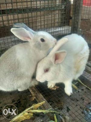 Huge size, proven rabbits, 2 female and 1 male,