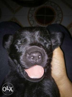 I sell my labra puppy's..very cute all...date of