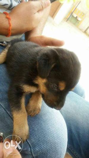 I want sell my Rottweiler. ONLY 1 month old..