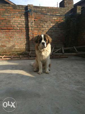 I want to sell my 8 months old saint bernard