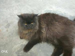I want to sell my extreme punch cat male