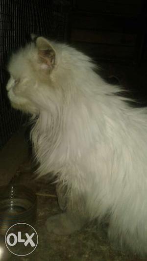 I want to sell my female persian cat 10months old