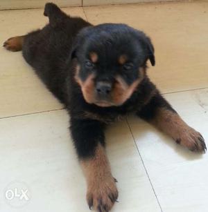 I want to sell my rottweiler puppy​