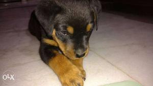 I'm selling my 6 weeks old rottweiler puppy