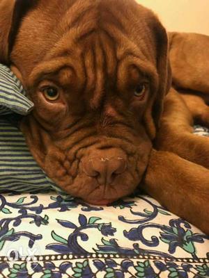 Import quality french mastiff pupp we deal all