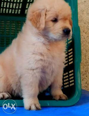 In old Goa Golden Retriever male Female pups available