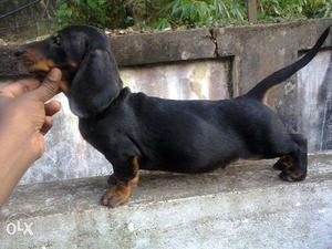 KCI Certified Original Dachshund Puppies for sale