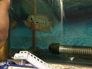 Kamfa flowerhorn with nice head male