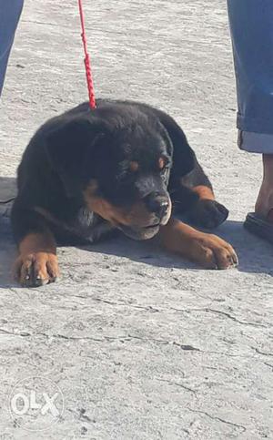 Kci registered Show quality ROTTWEILER FEMALE PUP