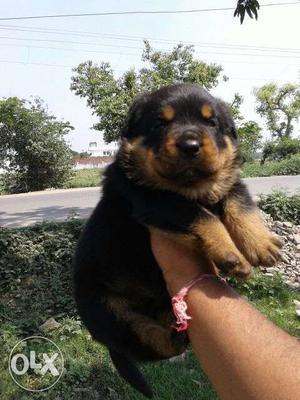 King kennel Female Rottweilar for mating male required.